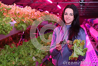 The girl works in the greenhouse. Growing plants aeroponics. Unique production of greenery and plants. Aeroponic system Stock Photo