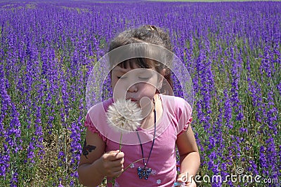 The girl's blowing on a big dandelion. There are much purple flowers in the field. Stock Photo