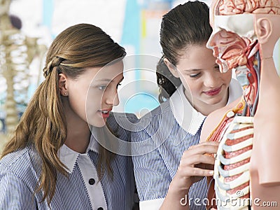 Girls Examining Anatomical Model Stock Photo