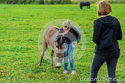 Girls feed the donkey on a green lawn. Editorial Stock Photo