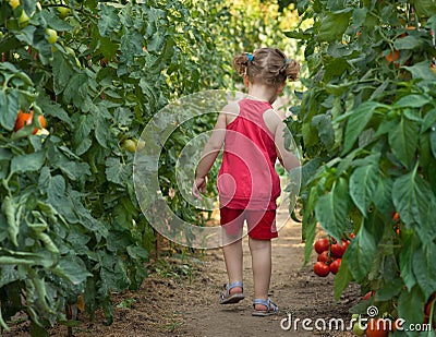 Girls picked tomatoes Stock Photo