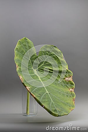 Gitant taro leaf in a glass vase Stock Photo