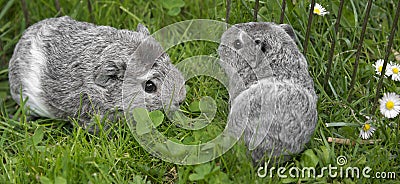 Giunea pigs Stock Photo