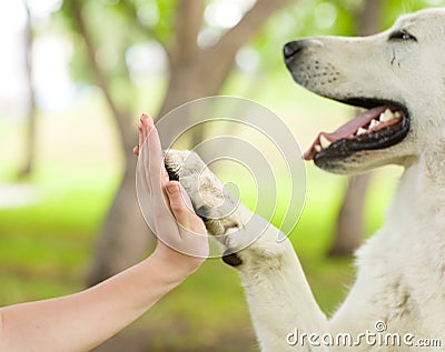 Give me five - Dog pressing his paw against a woman hand Stock Photo