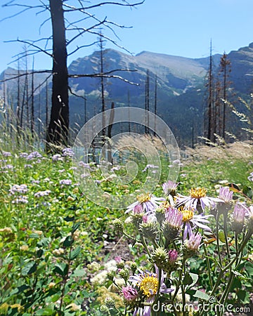 Glacier national park Stock Photo