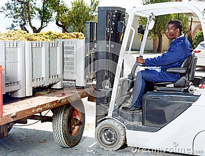 Male forklift driver unloading delivered grapes harvest from truck platform Stock Photo