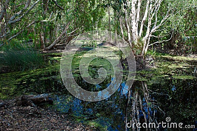 Glade in Australian Jungle with pond and coolibah trees, eucalyptus trees Stock Photo