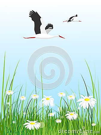 Glade with daisies. In the sky flying white storks Vector Illustration