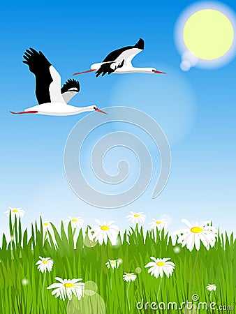 Glade with daisies. Two beautiful stork flies across the sky. Stock Photo