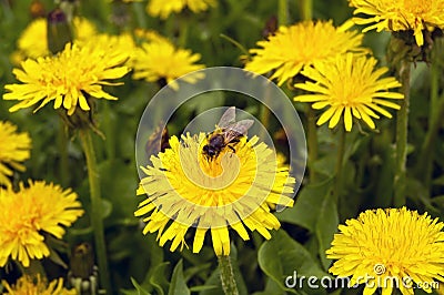 Bee collecting pollen on dandelion dandelions Stock Photo