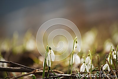 Glade with the first spring flowers snowdrops Stock Photo