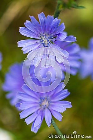 Glade flowers. Blue wildflowers. Wild chicory. A bouquet of wildflowers. Stock Photo