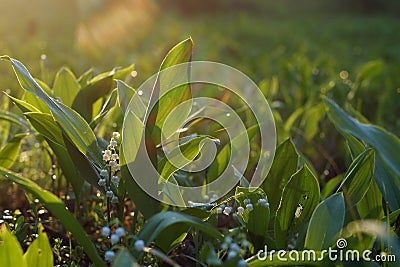 Glade of green leaves and white flowers of lilies of the valley under the morning rays of the sun Stock Photo