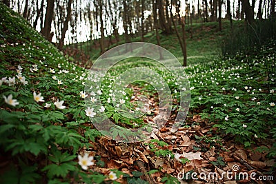 Glade in green spring flowering forest, nature background Stock Photo