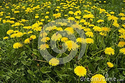 Glade with a huge number of flowering dandelions Stock Photo