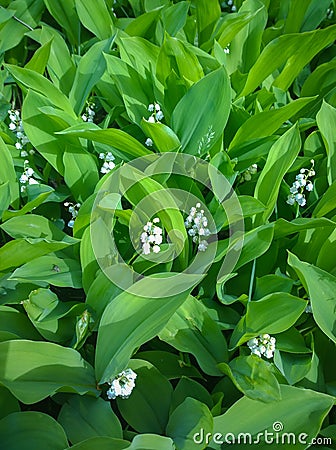 Glade of lilies of the valley in May Stock Photo