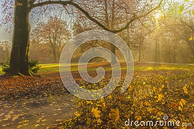 Glade of the old park lit by the autumn sun, scenic view of sunbeams passing through morning mist Stock Photo