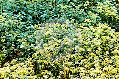 Glade with white flowers photo from the mountain Stock Photo