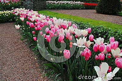 The Glade with white and pink tulips in the Netherlands flowers park Stock Photo