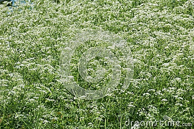 glade of white small thick endless flowers Stock Photo