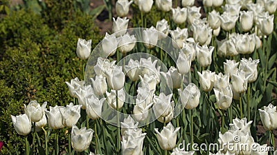 Glade of white tulips Stock Photo