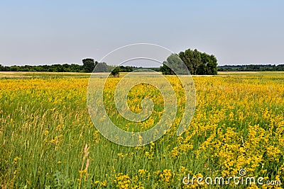 Glade with yellow bedstraw and trees, Russia Stock Photo