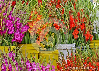 Gladioli at Farmers Market Stock Photo