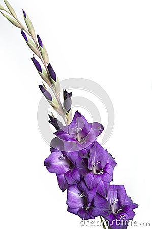 Gladiolus Stock Photo
