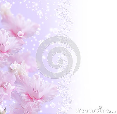 Gladiolus Stock Photo