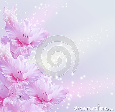 Gladiolus Stock Photo