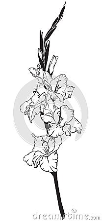 Gladiolus Vector Illustration