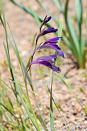 Gladiolus atroviolaceus, natural beautiful gladiolus flower Stock Photo