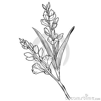 gladiolus august birth flower drawing, outline gladiolus drawing, tattoo gladiolus flower drawing, black gladiolus tattoo Vector Illustration