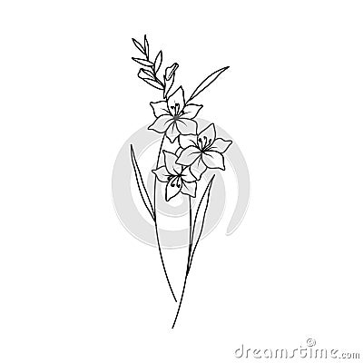 Gladiolus August Birth Month Flower Illustration Vector Illustration