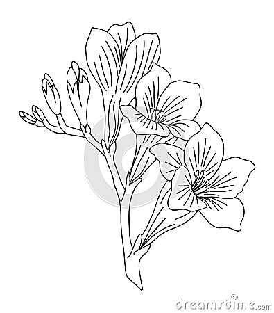Gladiolus August birth month flower line art. Vector Illustration