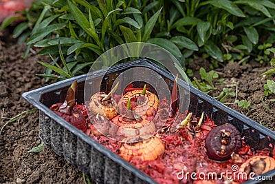 Gladiolus bulb with sprouts are planted in prepared soil Stock Photo