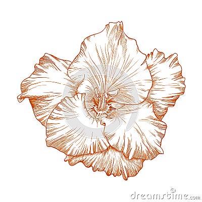 Gladiolus flower. Vector Illustration