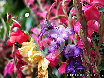 Gladiolus Flower Close-Up Stock Photo