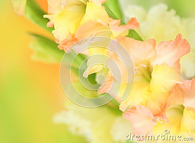 Gladiolus flower on colorful background Stock Photo