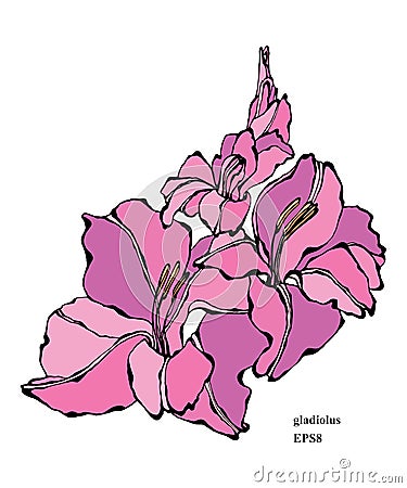 Gladiolus flower Vector Illustration