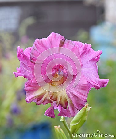 Gladiolus flower lat. Gladiolus or Skewer pink colorpink color Stock Photo