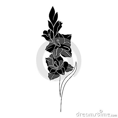 Gladiolus flower on white Vector Illustration