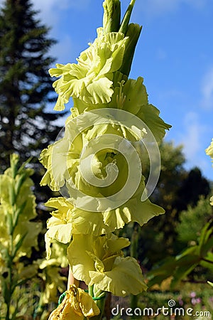 Gladiolus Green Star Stock Photo