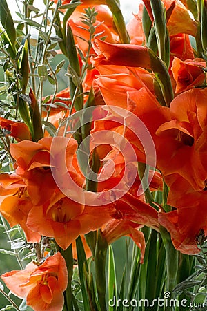Gladiolus from Latin the diminutive of gladiu a sword is a genus of perennial cormous flowering plants in the iris family Stock Photo