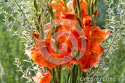 Gladiolus from Latin the diminutive of gladiu a sword is a genus of perennial cormous flowering plants in the iris family Stock Photo