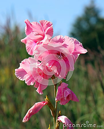 Gladiolus from Latin, the diminutive of gladius Stock Photo