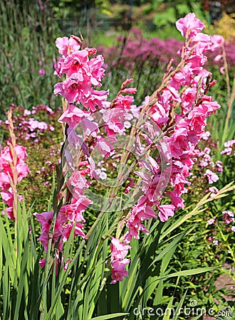 Gladiolus from Latin, the diminutive of gladius Stock Photo