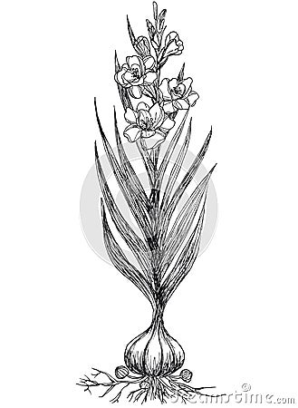 Gladiolus sword lilly ink sketch. Cartoon Illustration
