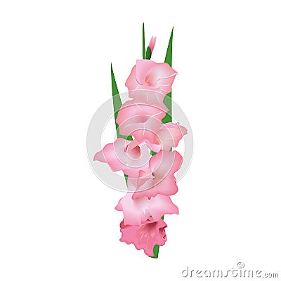 Gladiolus or sword lily flower. Vector illustration. pink bunch isolated Cartoon Illustration