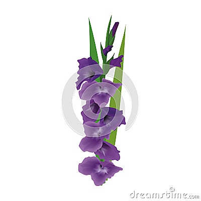 Gladiolus or sword lily flower. Vector illustration. purple violet bunch isolated Cartoon Illustration